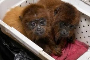 Monos aulladores