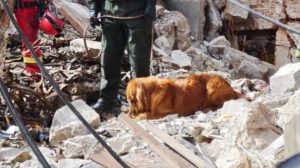 Canes adiestrados en la explosión del Regimiento Bolivar