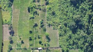 Vista aérea de cultivos de hoja de coca