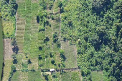 Vista aérea de cultivos de hoja de coca