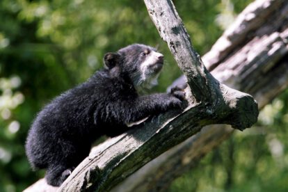 El oso de anteojos, también conocido como oso andino,