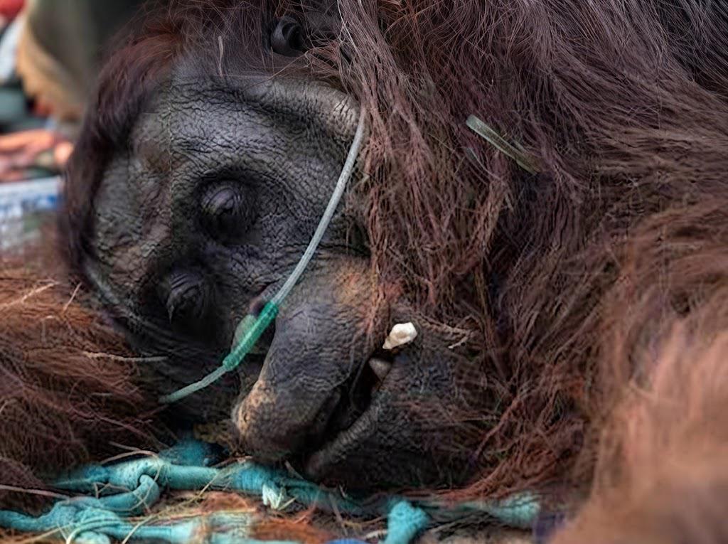 orangután de Borneo