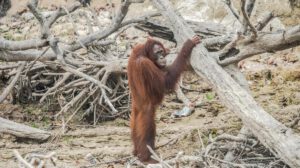 hábitat del orangután de Borneo