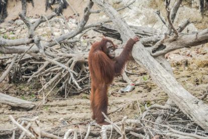 hábitat del orangután de Borneo