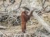 hábitat del orangután de Borneo
