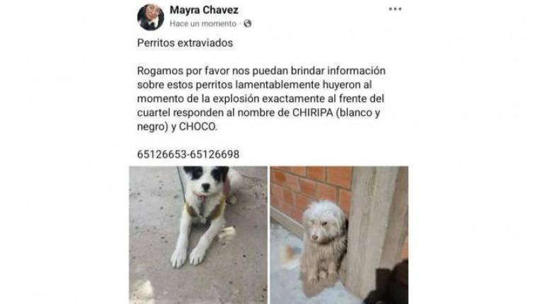 Voluntarios de Viacha buscan a perros afectados por la explosión