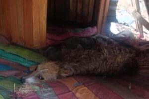 perrita