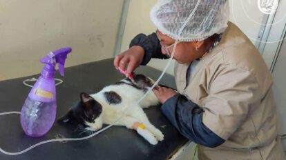 Esterilización de mascotas