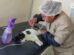 Esterilización de mascotas