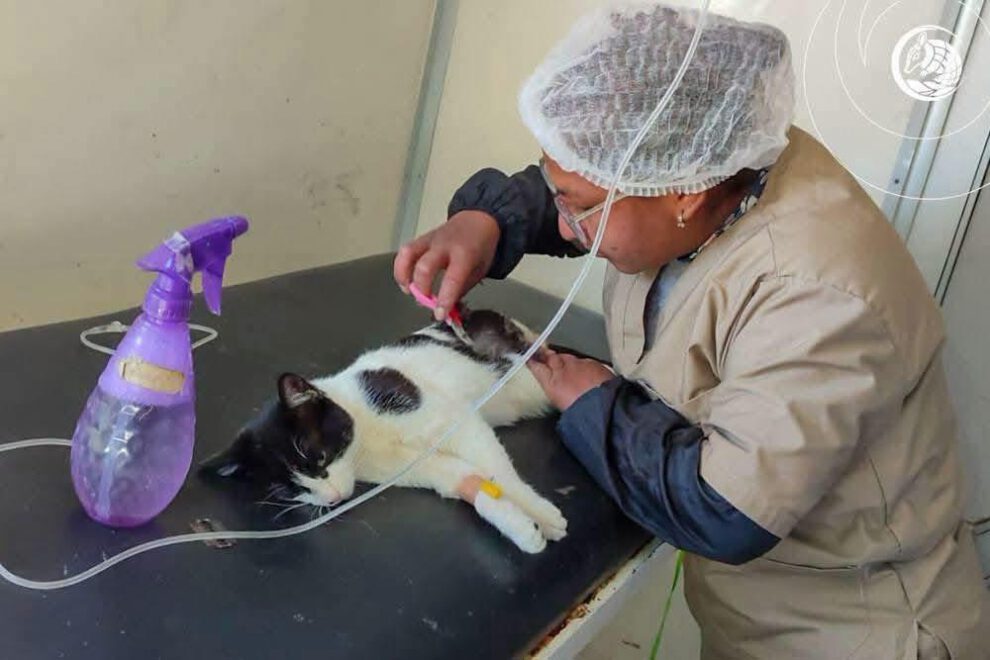 Esterilización de mascotas