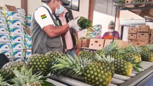 Técnicos verificando la calidad de las piñas antes del empaque