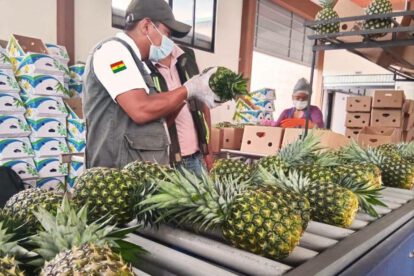 Técnicos verificando la calidad de las piñas antes del empaque