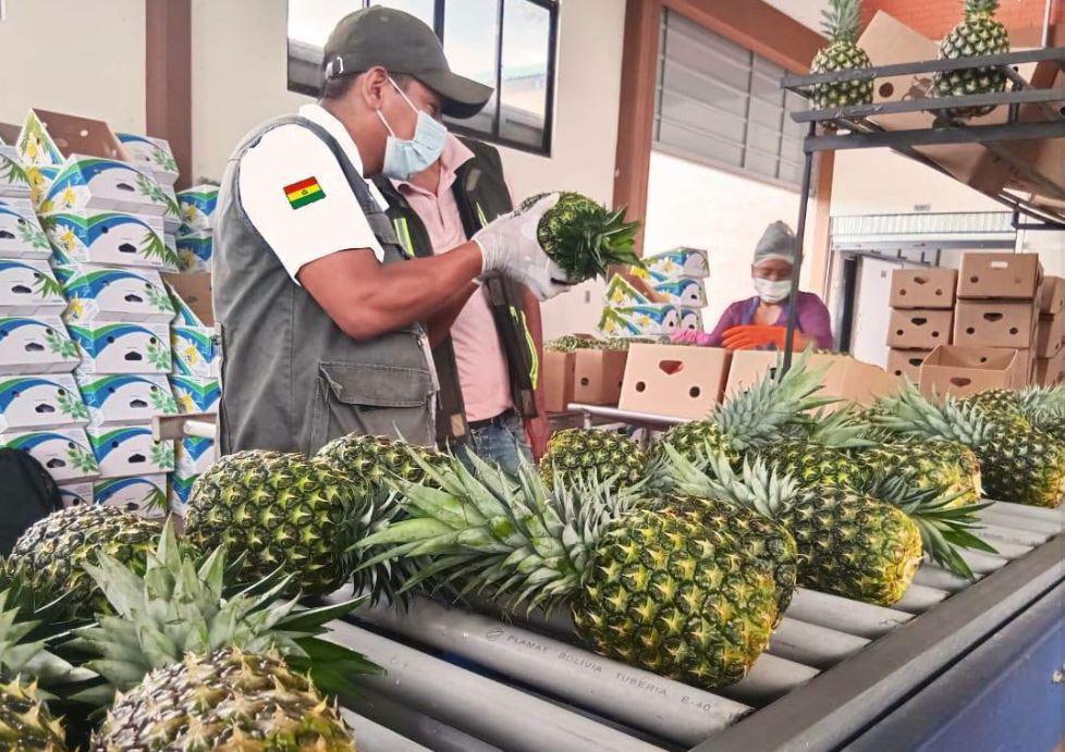 Técnicos verificando la calidad de las piñas antes del empaque
