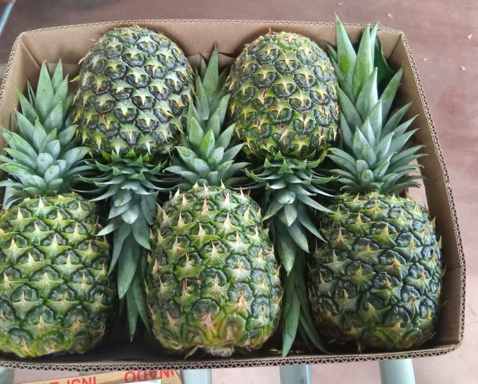 Caja lista con piñas seleccionadas para la exportación