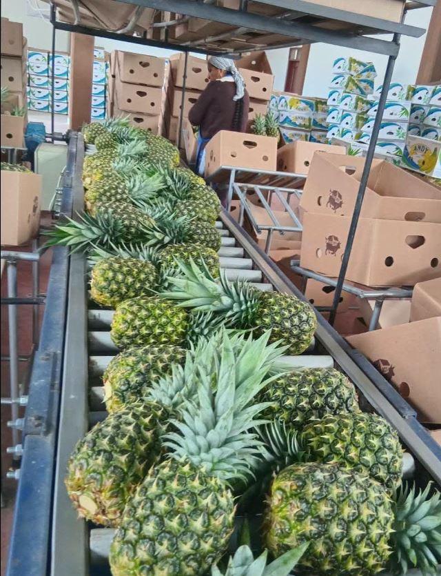 Línea de producción donde se procesan las piñas