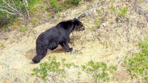 oso jucumari