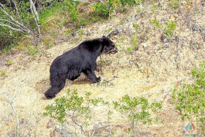 oso jucumari