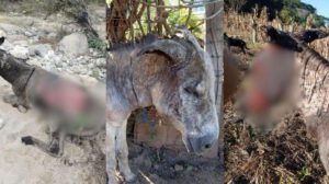 burros quemados