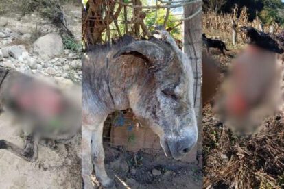 burros quemados
