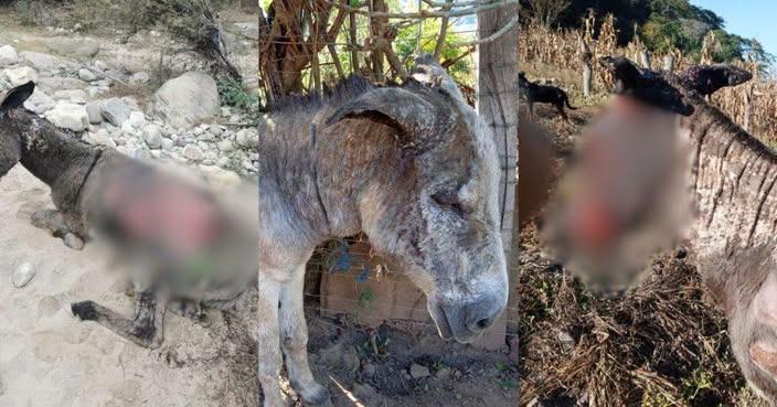 burros quemados