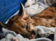 El puma Valentín reposa en su contenedor de transporte tras ser rescatado