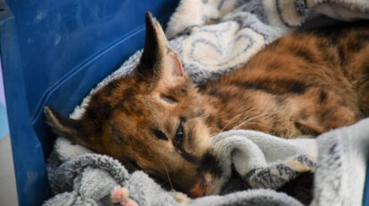 El puma Valentín reposa en su contenedor de transporte tras ser rescatado