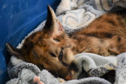 El puma Valentín reposa en su contenedor de transporte tras ser rescatado