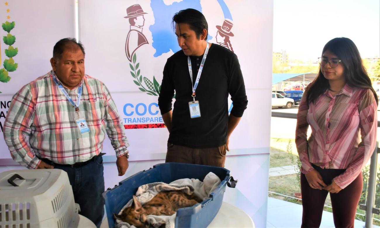 Autoridades y especialistas de Cochabamba evalúan el estado de salud del felino