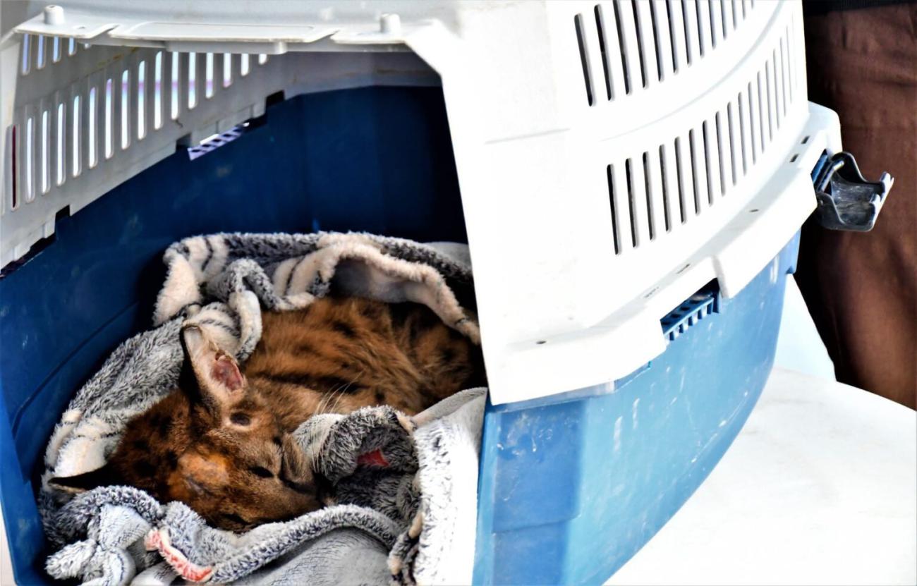 El cachorro permanece echado mientras se recupera