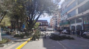 rama rota de árbol