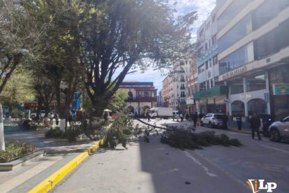 rama rota de árbol