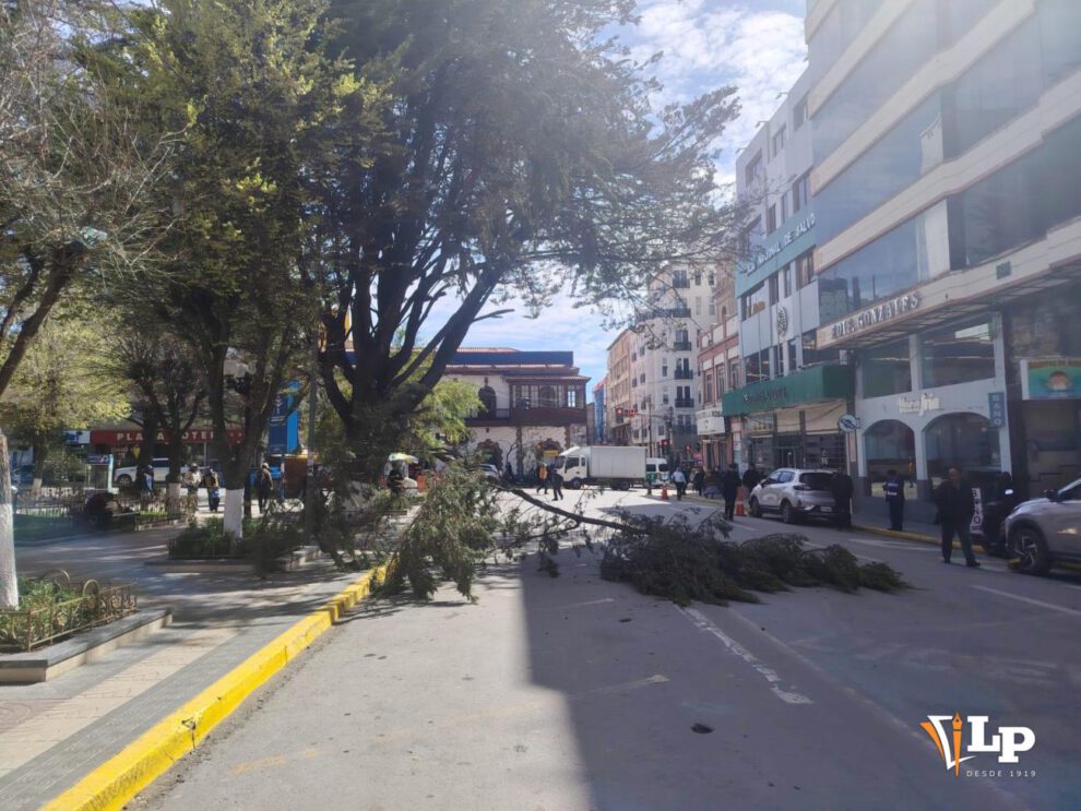 rama rota de árbol