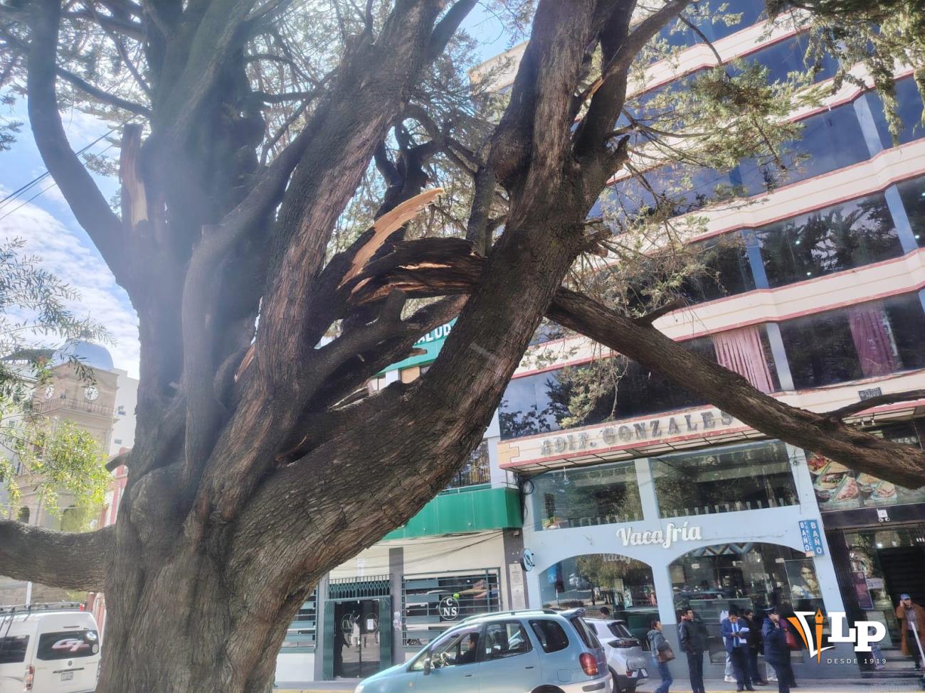 rama rota de árbol