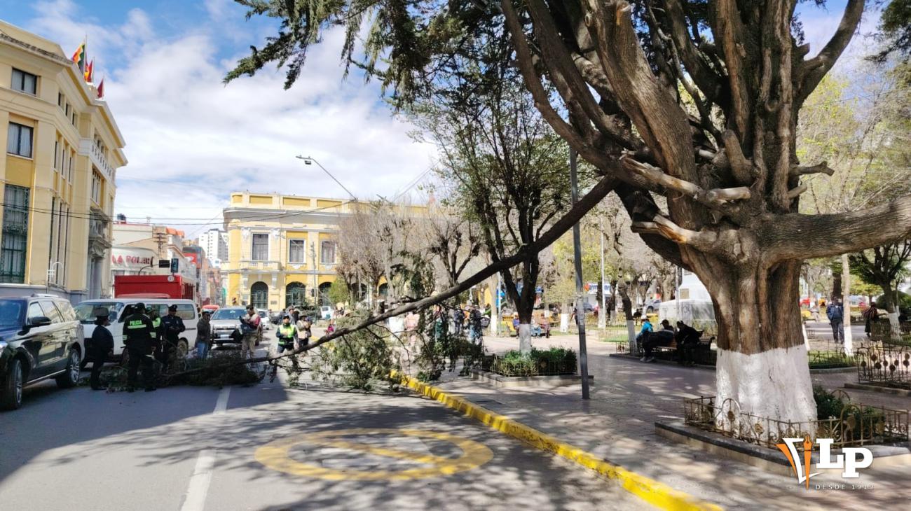 rama rota de árbol