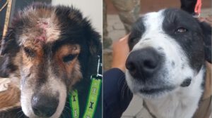 Bicho (izq.) herido y Bolívar ileso buscan hogar