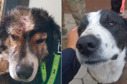 Bicho (izq.) herido y Bolívar ileso buscan hogar