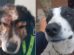Bicho (izq.) herido y Bolívar ileso buscan hogar