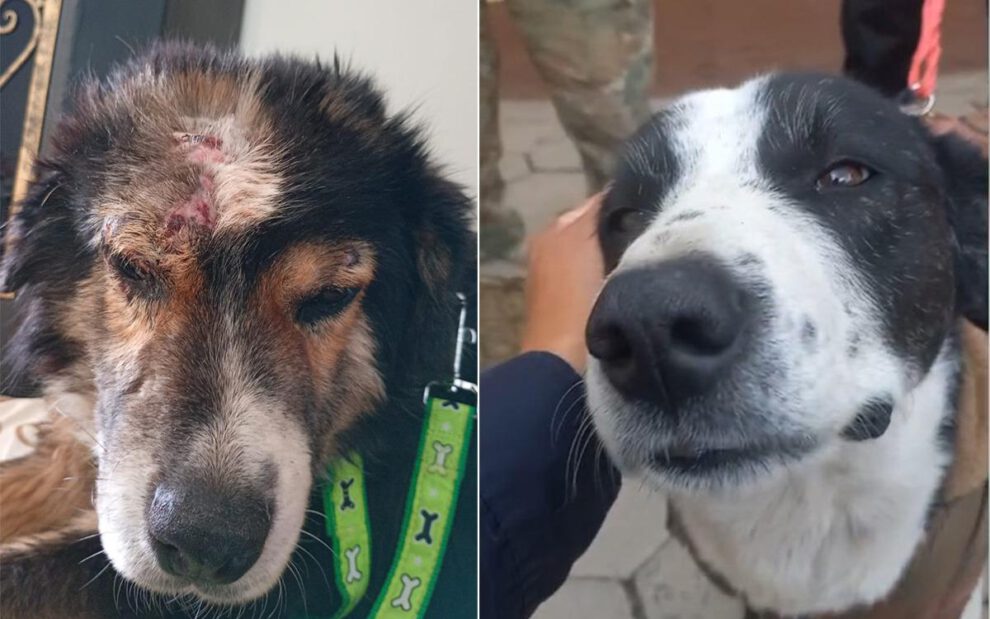 Bicho (izq.) herido y Bolívar ileso buscan hogar