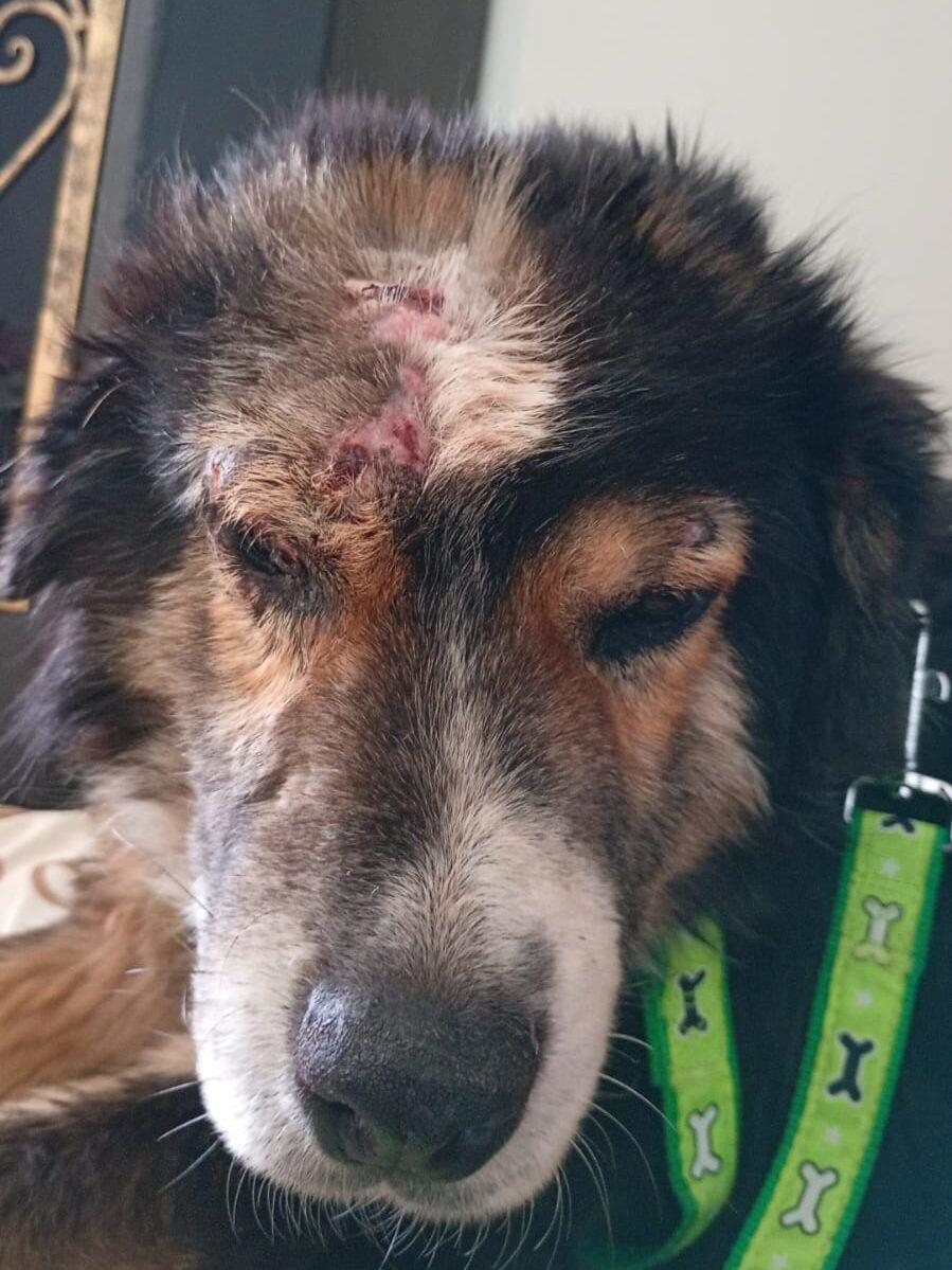 Bicho con cicatrices y heridas en la cabeza