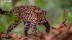 Leopardus tilcayo