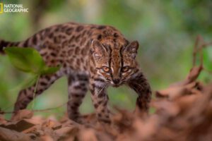 Leopardus tilcayo