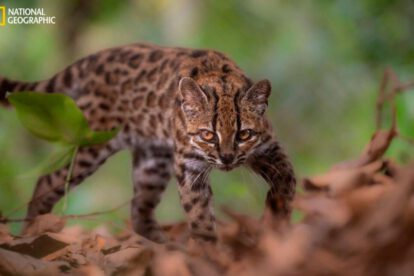 Leopardus tilcayo