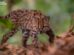 Leopardus tilcayo