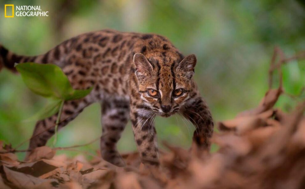Leopardus tilcayo