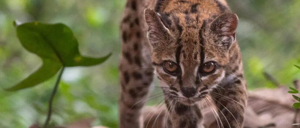 El Gato Tilcayo.