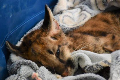 puma cachorro