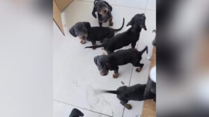 Cachorros Dachshund