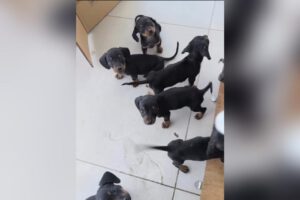 Cachorros Dachshund