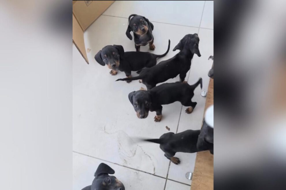 Cachorros Dachshund