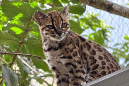 Lo llaman Tilcayo (Leopardus tilcayo), es más pequeño que un gato doméstico